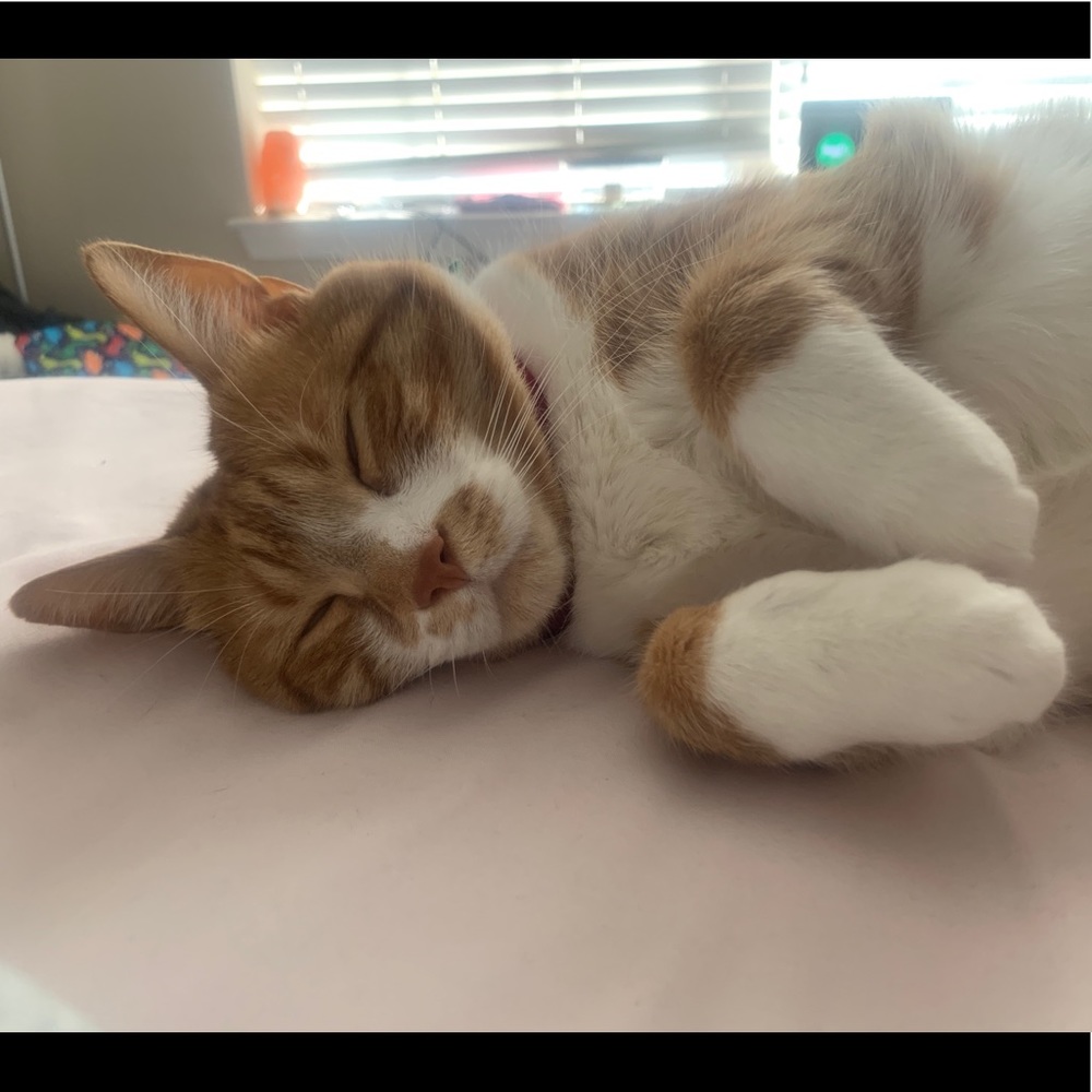 Meet your Posher, Jessie